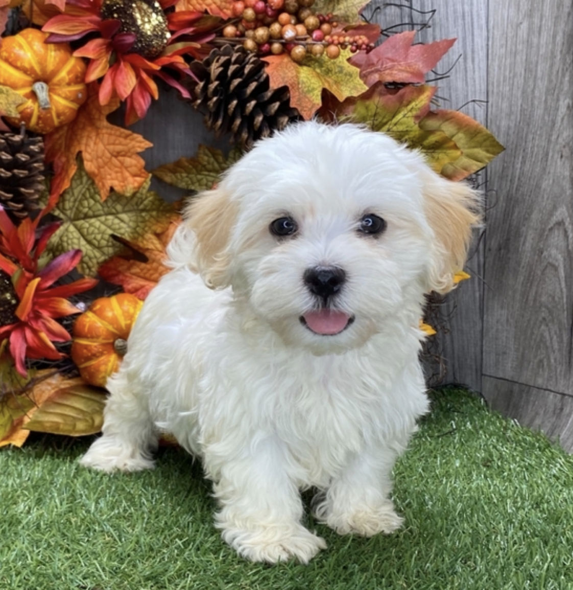 comprar cachorros sanos, baratos y asequibles para la venta